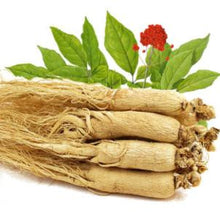 American ginseng-西洋参-Medium